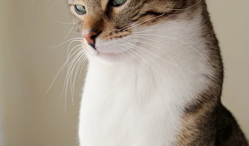 Cronograma de Vacinação para Gatos em Queensland: Um Guia Completo