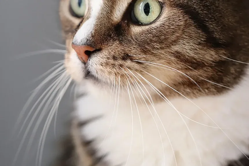 Cronograma de Vacinação para Gatos em Queensland: Um Guia Completo