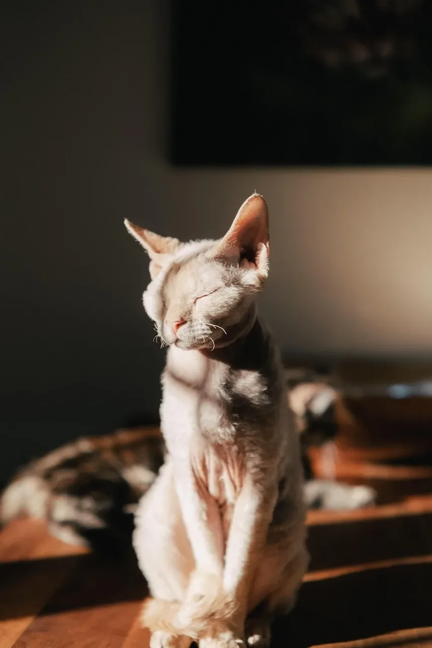 Cronograma de Vacinação Antirrábica para Gatos: Um Guia Completo