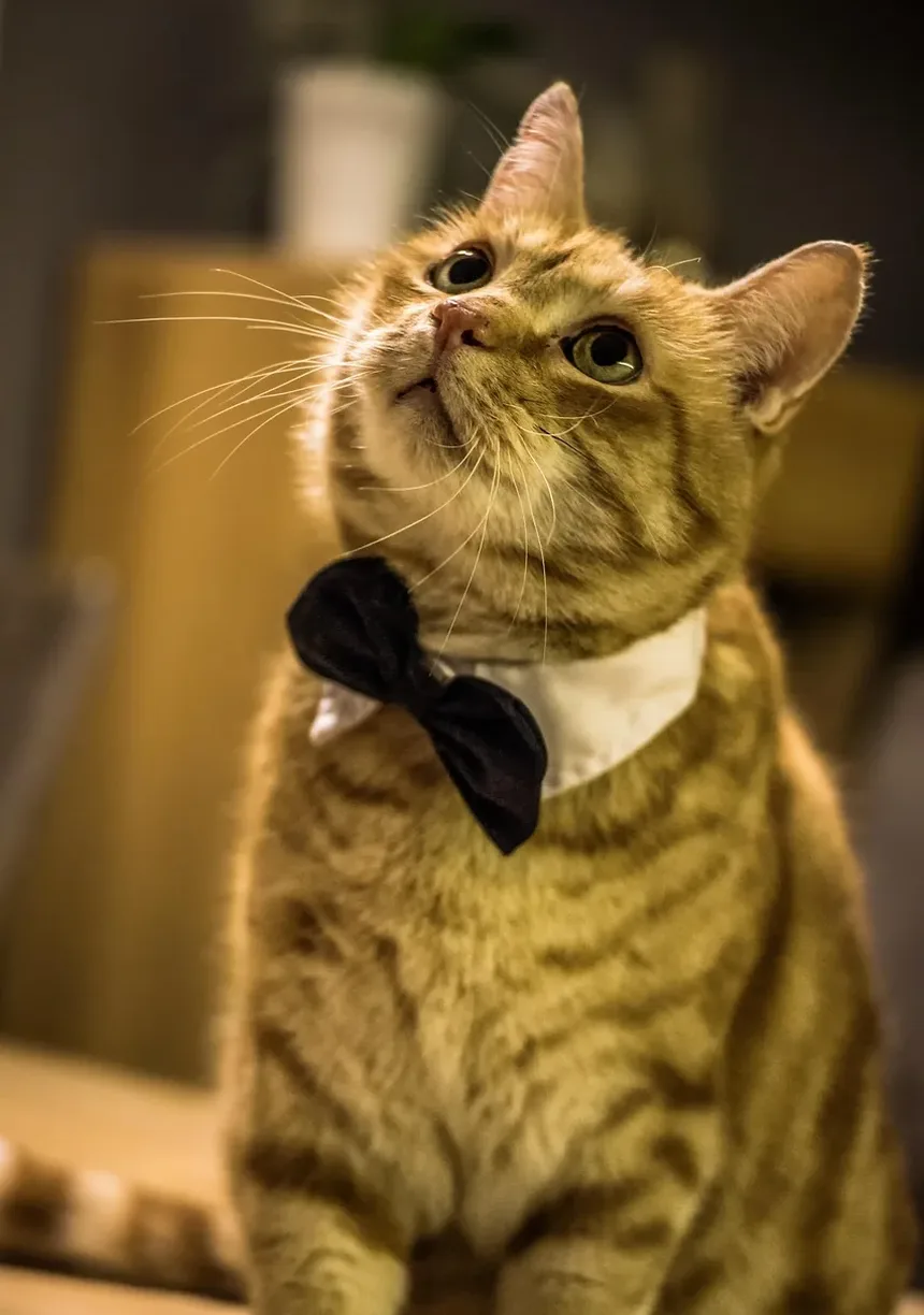 Cronograma de Vacinação Antirrábica para Gatos: Um Guia Completo