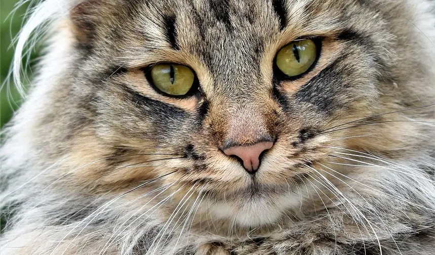 Cronograma de Vacinação Antirrábica para Gatos: Um Guia Completo