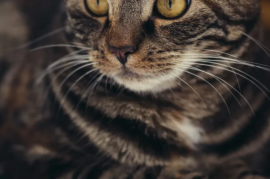 Cronograma de Vacinação Antirrábica para Gatos: Um Guia Completo