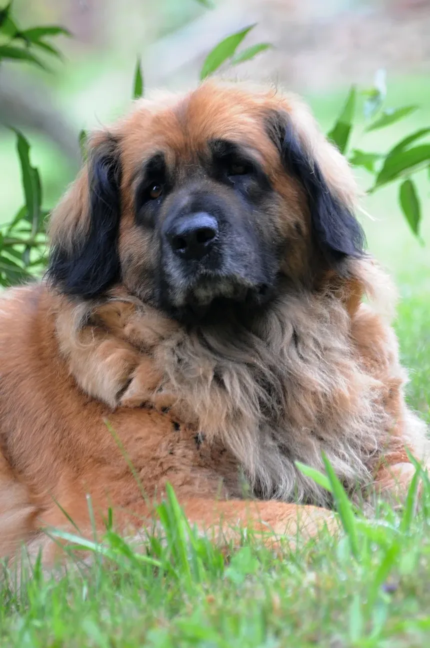 Antibióticos Comuns para Infecções de Pele em Cães