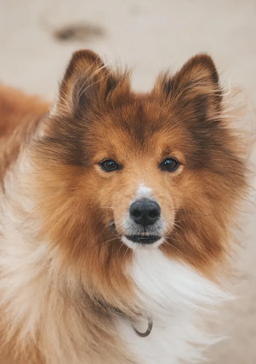 Antibióticos Comuns para Infecções de Pele em Cães