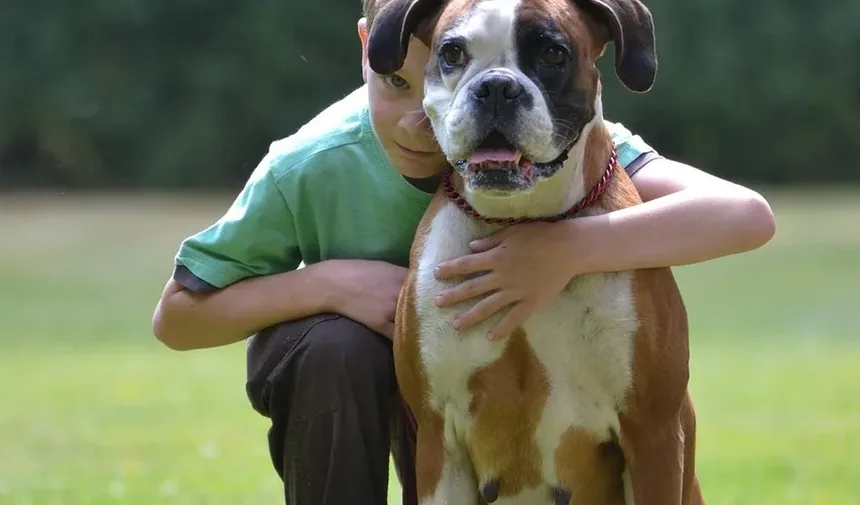Antibióticos Comuns para Infecções de Pele em Cães