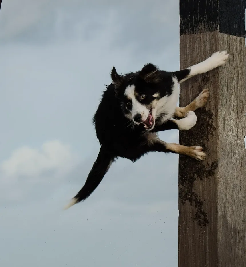 Entendendo as Remelas nos Olhos dos Cães: Secreção Verde e Alergias