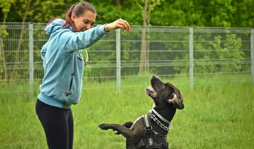 Entendendo as Remelas nos Olhos dos Cães: Secreção Verde e Alergias