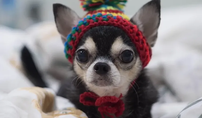 Primeiros Socorros para Reações Alérgicas em Cães: Um Guia Completo