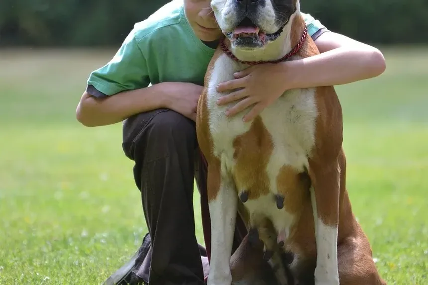 Primeiros Socorros para Reações Alérgicas em Cães: Um Guia Completo
