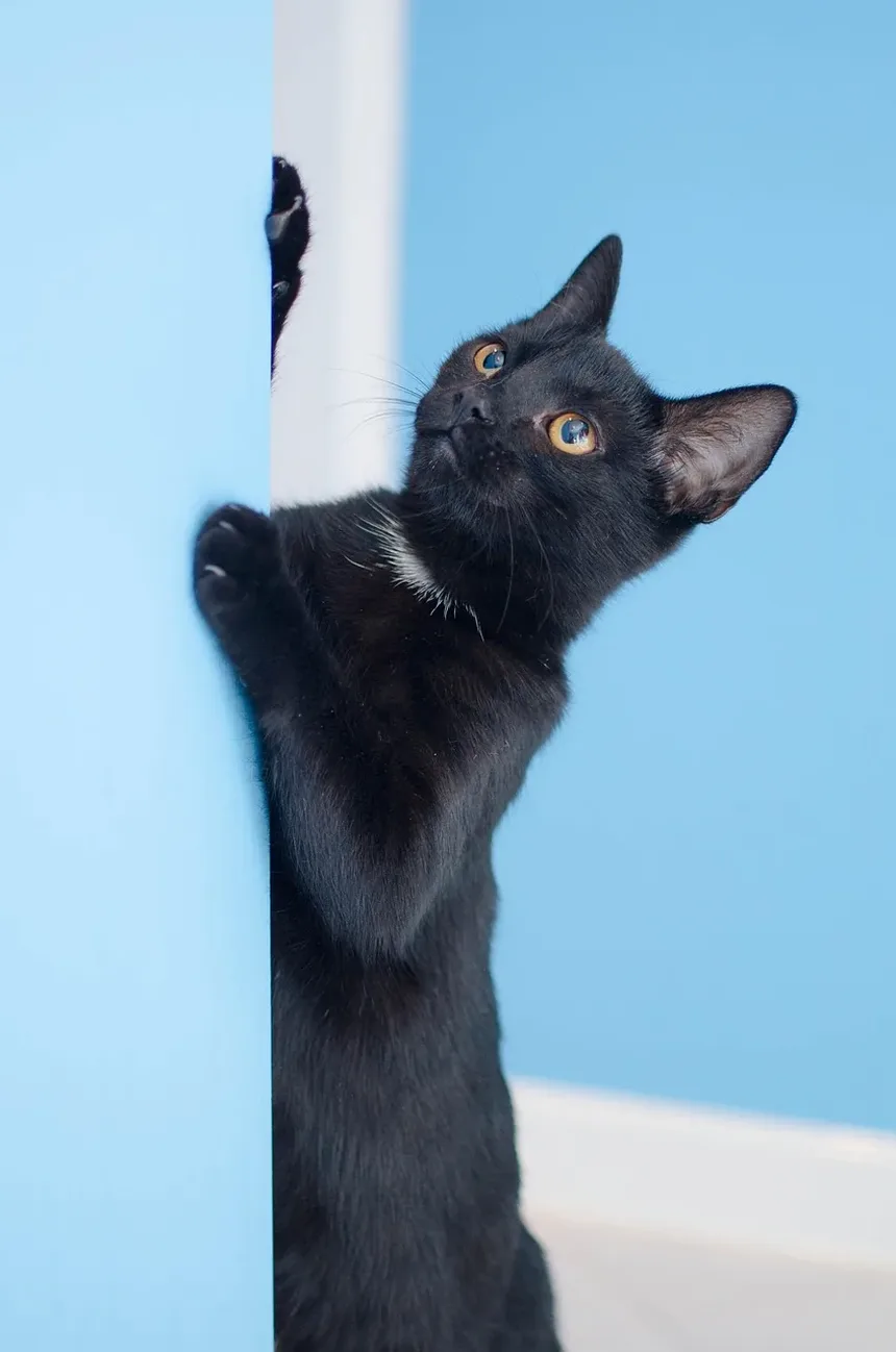 Remédios Caseiros para Alergias Alimentares em Gatos: Soluções Eficazes e Dicas