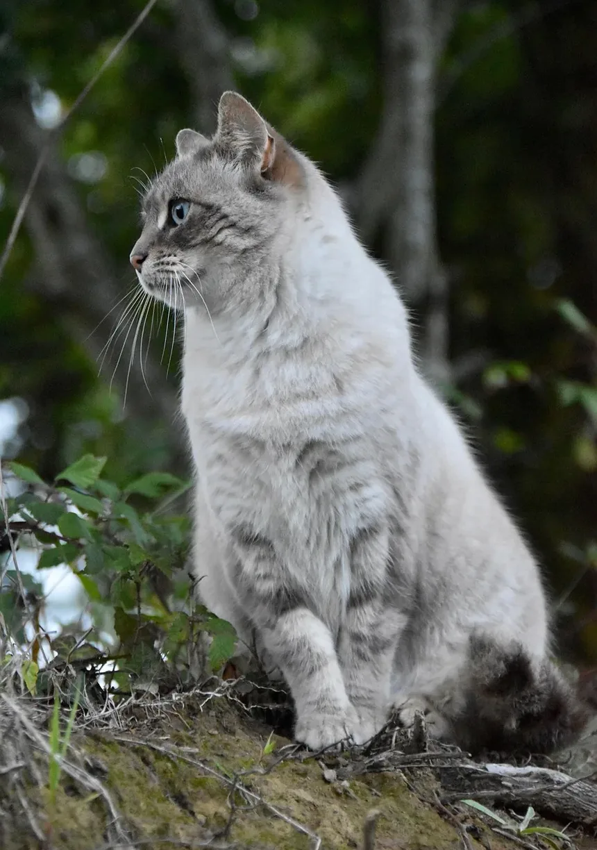 Remédios Caseiros para Alergias Alimentares em Gatos: Soluções Eficazes e Dicas