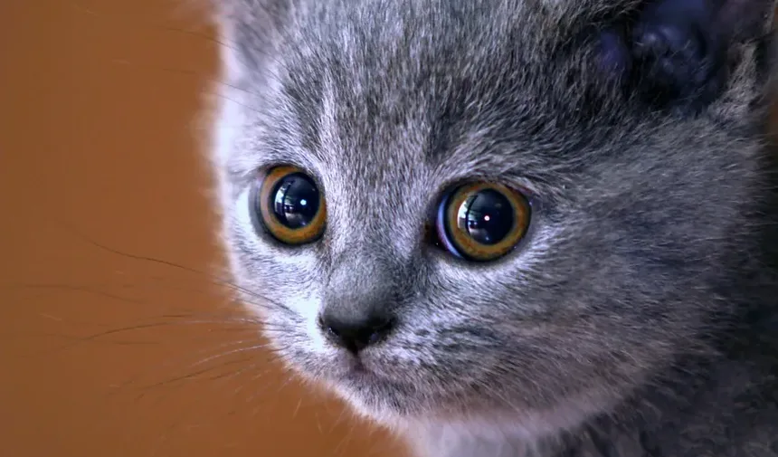 Receitas de Petiscos Caseiros para Gatos: Aprovados por Veterinários