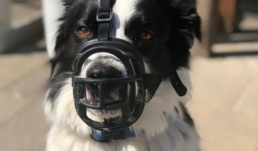 Receita Caseira de Petiscos para Cães com Moldes de Silicone