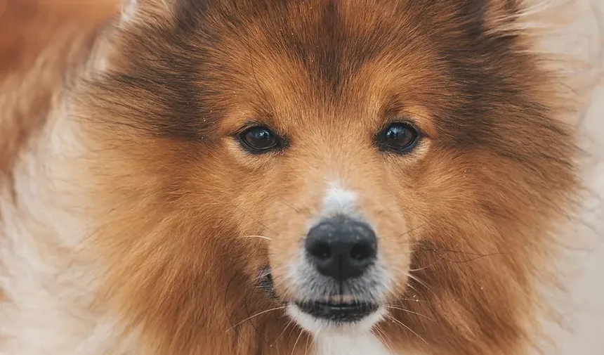 Receita Caseira de Petiscos para Cães com Farinha e Manteiga de Amendoim