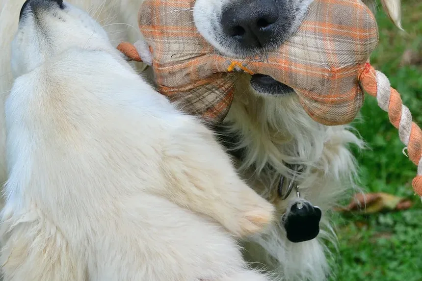 Receita Caseira de Petiscos para Cães com Farinha e Manteiga de Amendoim
