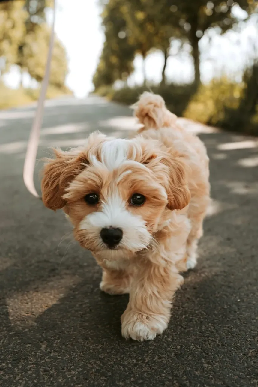Receitas Caseiras de Petiscos para Cães com Alergias de Pele: Aprovadas por Veterinários