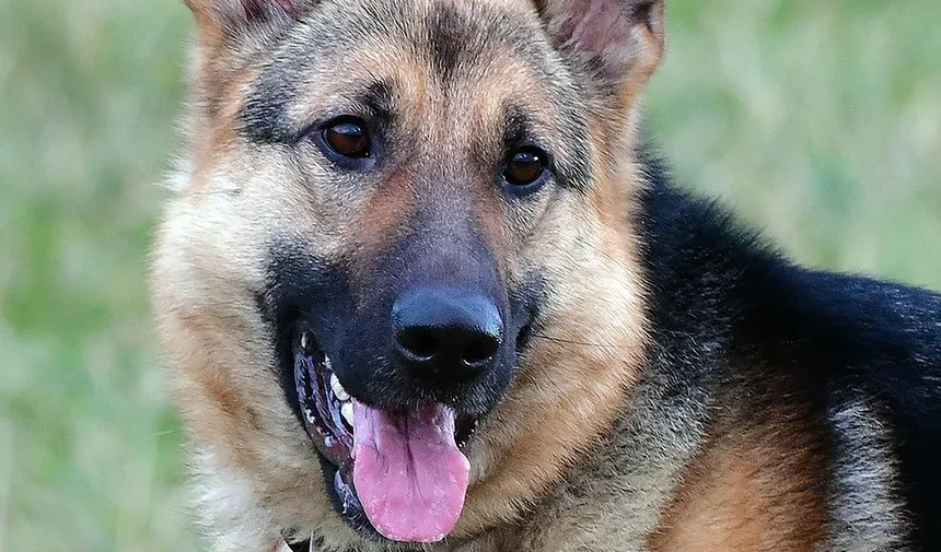 Receitas Caseiras de Petiscos para Cães com Alergias de Pele: Aprovadas por Veterinários