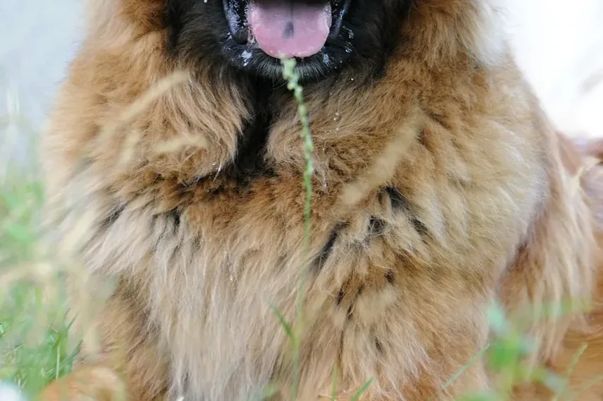 Receitas Caseiras de Petiscos para Cães com Alergias de Pele: Aprovadas por Veterinários