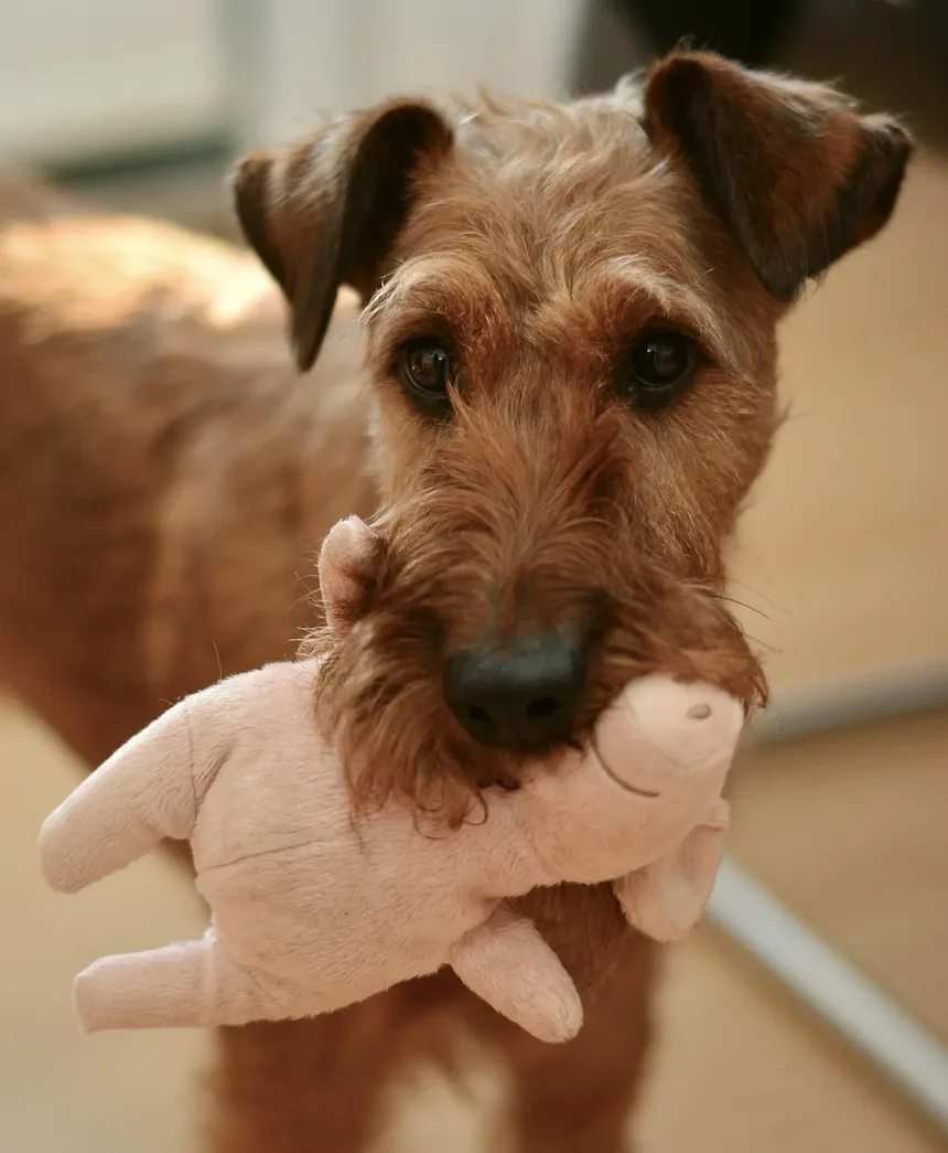 Como os Cães Desenvolvem Alergias?