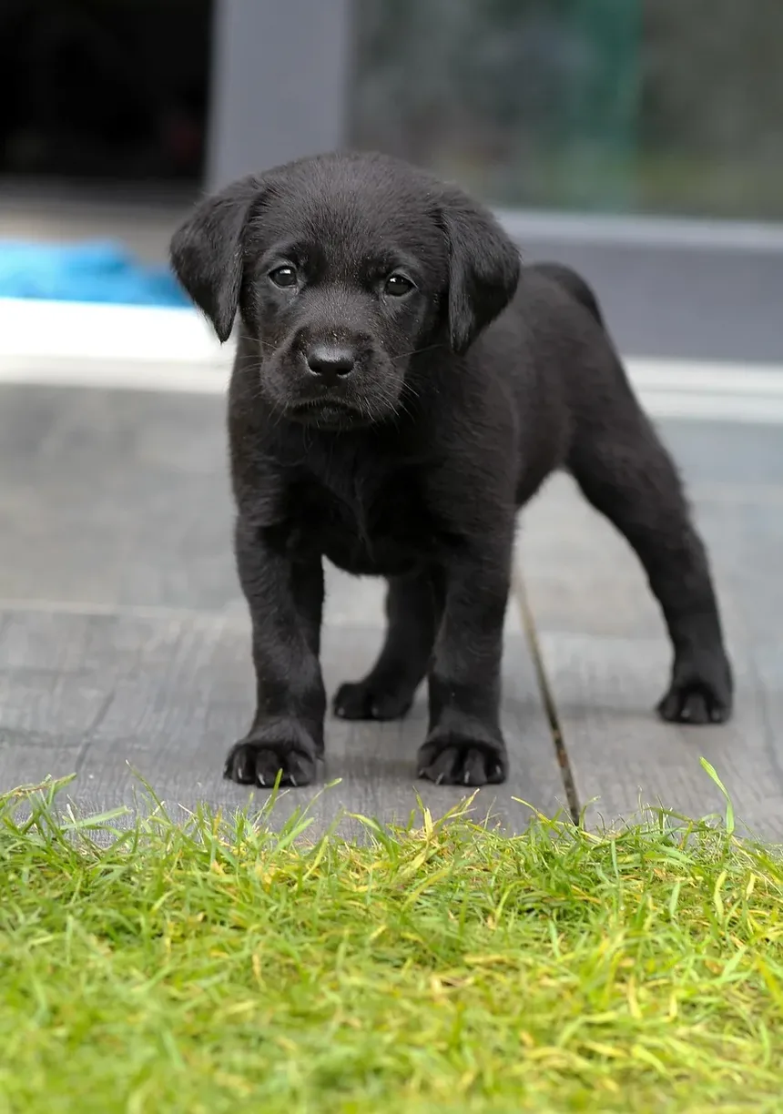 Como os Cães Desenvolvem Alergias?