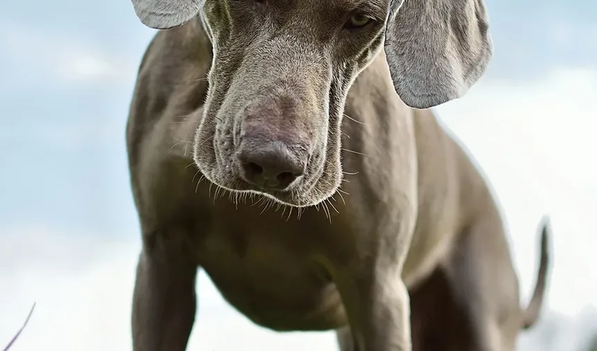 Como os Cães Desenvolvem Alergias?