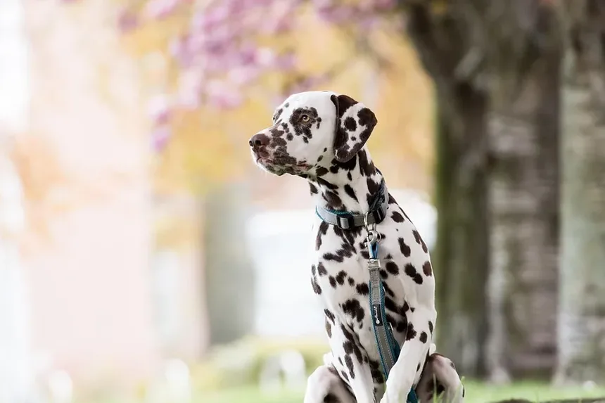 Como os Cães Desenvolvem Alergias?