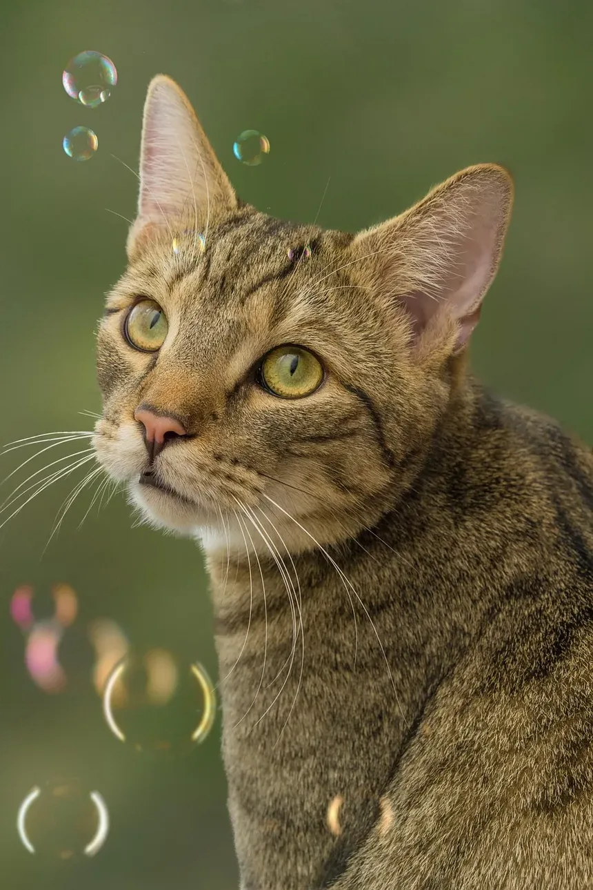 Quanto Tempo Leva para Limpar os Dentes do Gato?