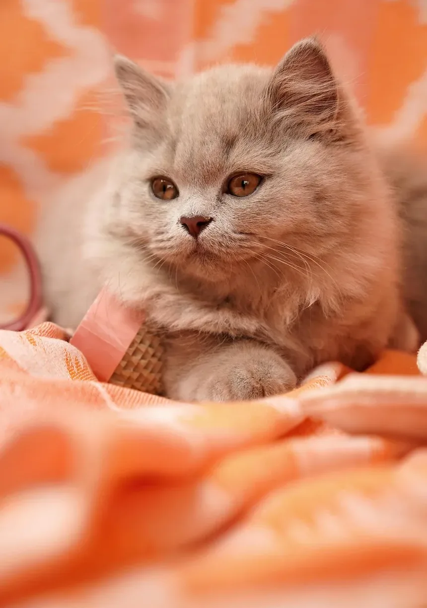 Quanto Tempo Leva para Limpar os Dentes do Gato?