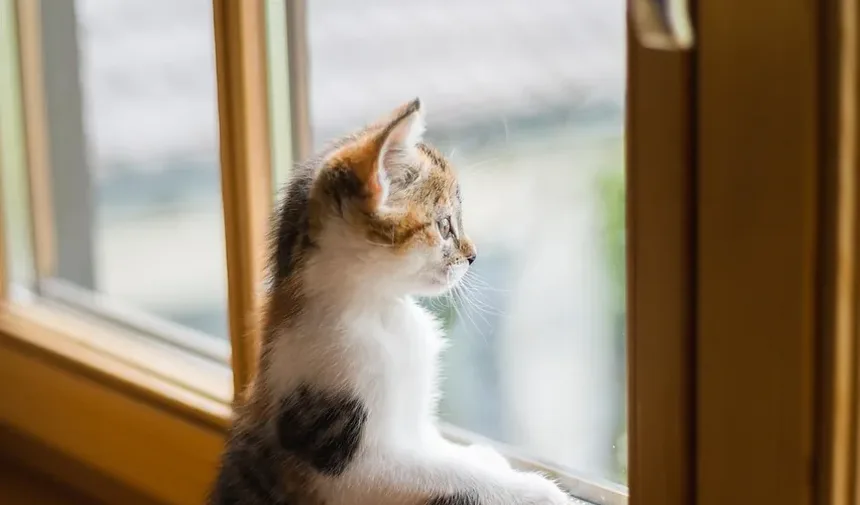 Quanto Tempo Leva para Limpar os Dentes do Gato?