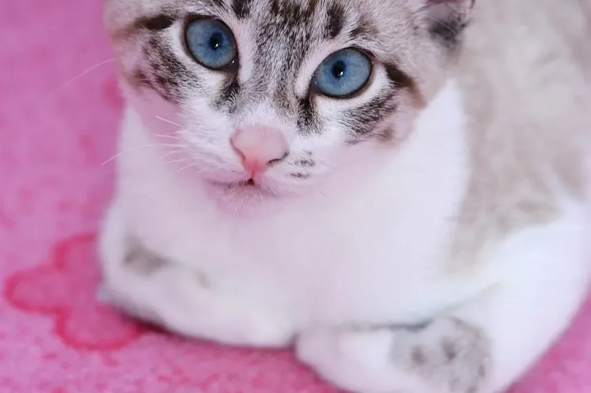 Quanto Tempo Leva para Limpar os Dentes do Gato?