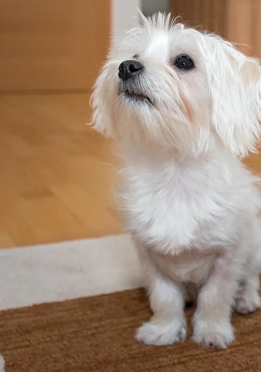 Com que frequência devo dar banho no meu Cockapoo?