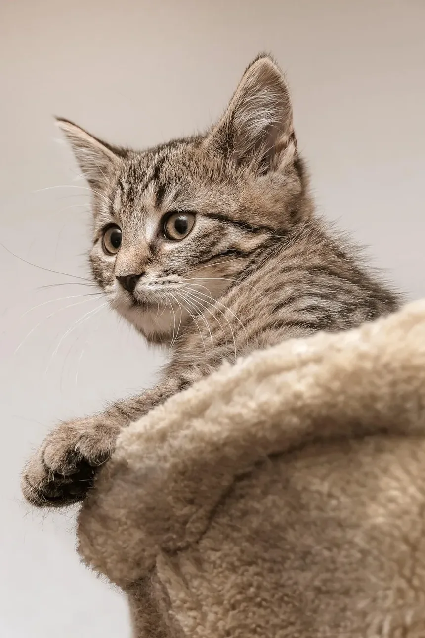 Como Limpar a Orelha de Couve-Flor em Gatos: Um Guia Completo