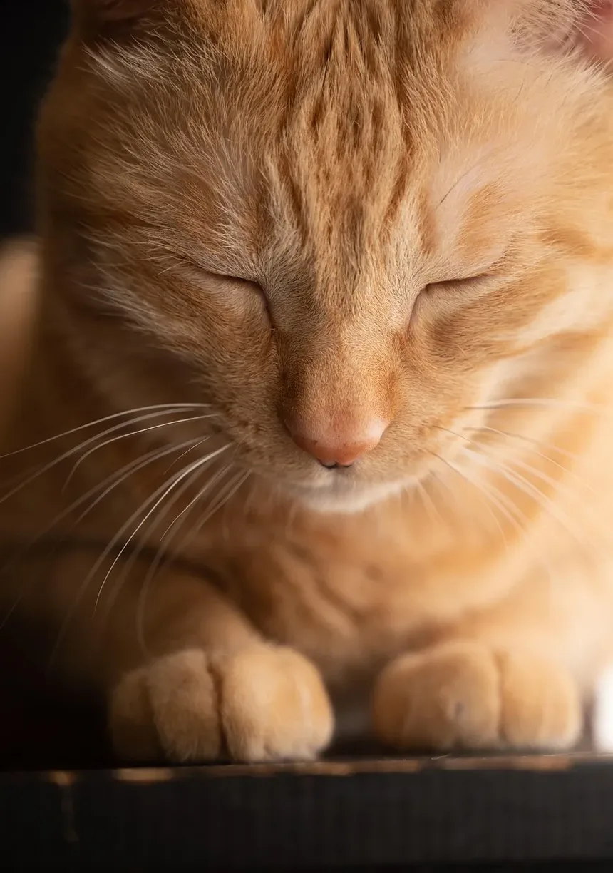 Como Limpar a Orelha de Couve-Flor em Gatos: Um Guia Completo