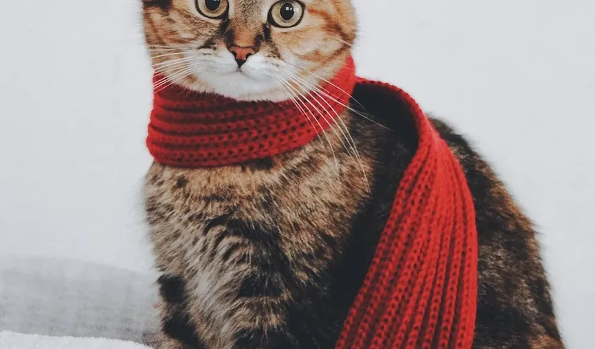 Como Limpar a Orelha de Couve-Flor em Gatos: Um Guia Completo