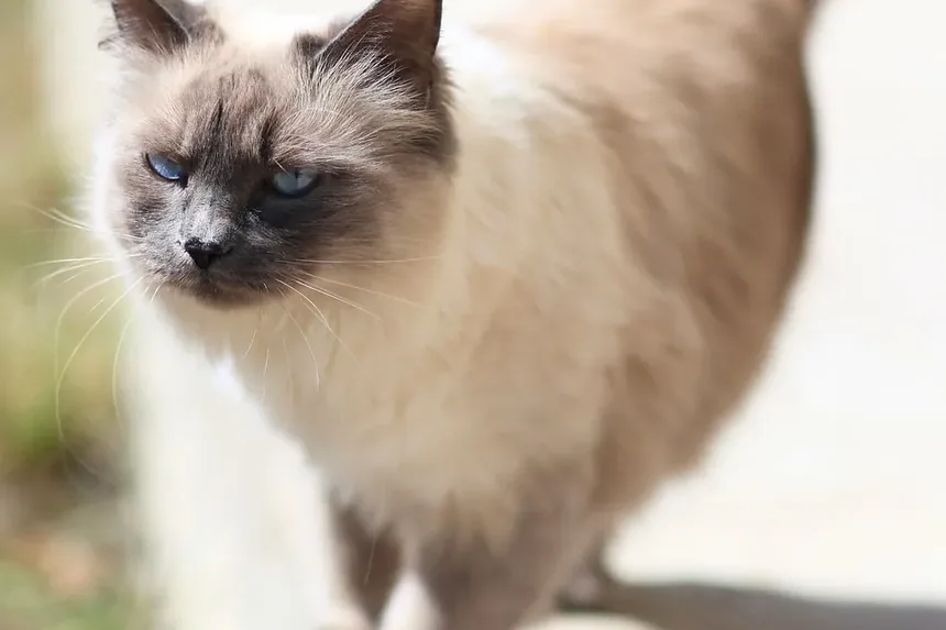 Como Limpar a Orelha de Couve-Flor em Gatos: Um Guia Completo