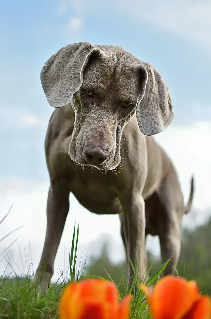 Como Limpar os Dentes do Meu Cão Quando Eles Têm Muito Tártaro