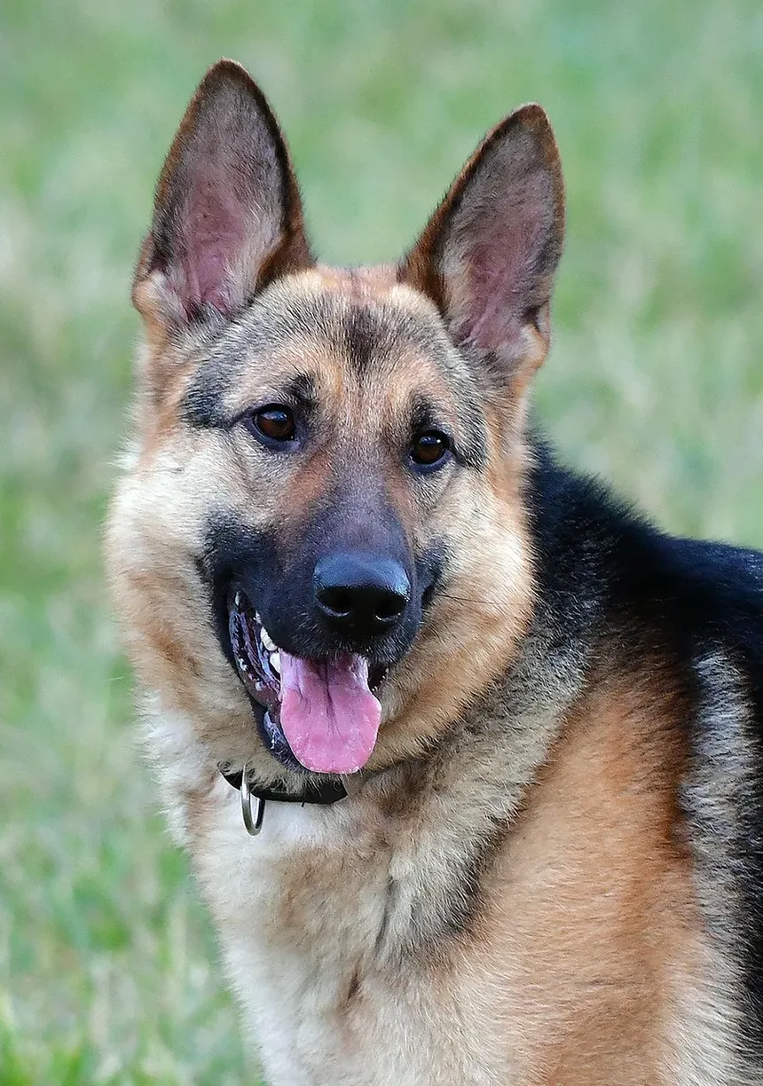 Como Limpar os Dentes do Meu Cão Quando Eles Têm Muito Tártaro