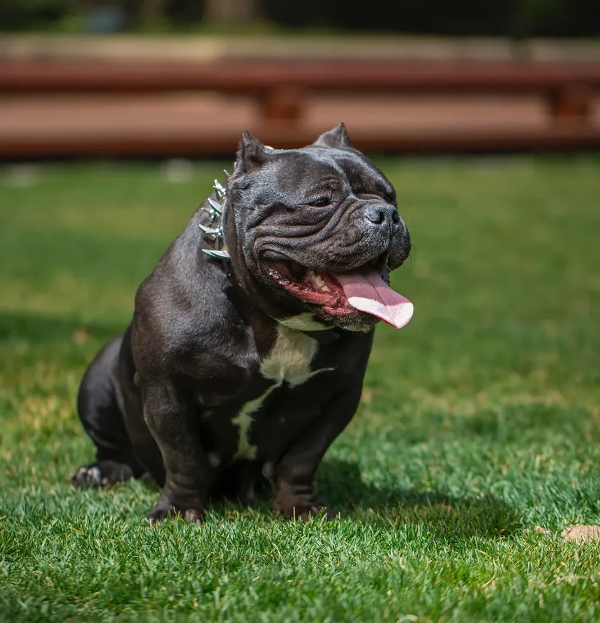 Como Cortar as Unhas do Cachorro: Direção e Técnica