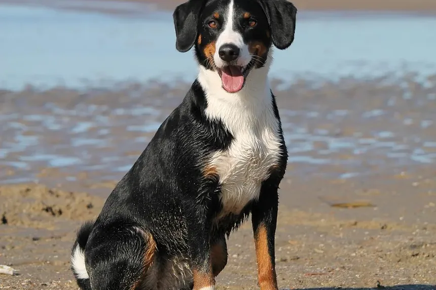 Como Cortar as Unhas do Cachorro: Direção e Técnica