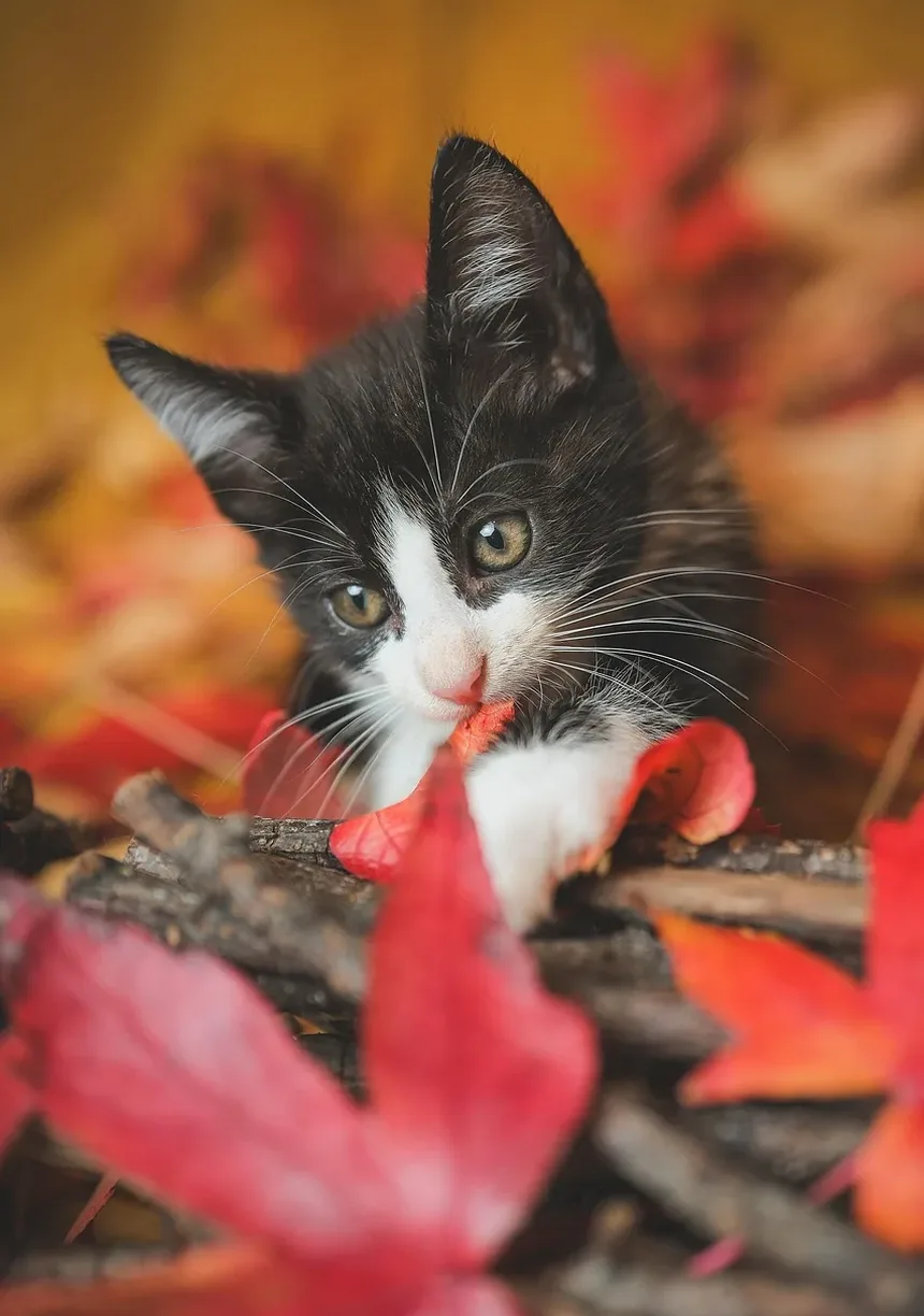 Como Ajudar Meu Gato a Comer Mais Devagar