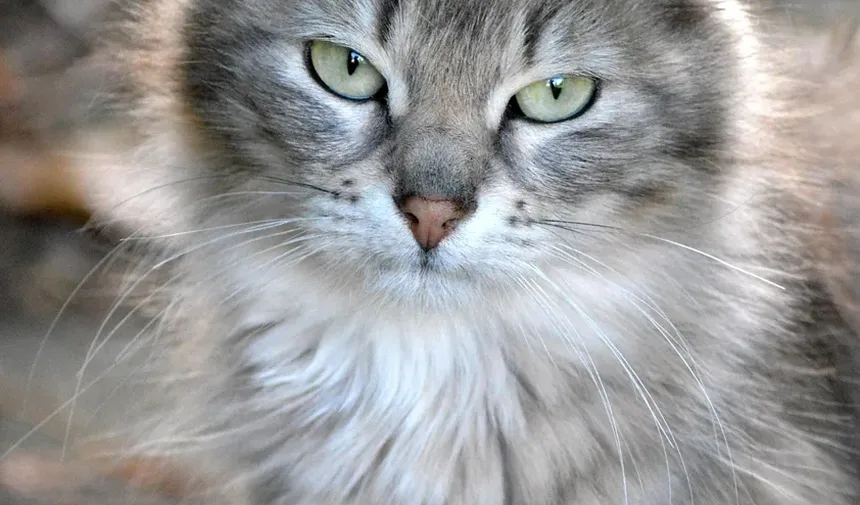 Como Ajudar Meu Gato a Comer Mais Devagar