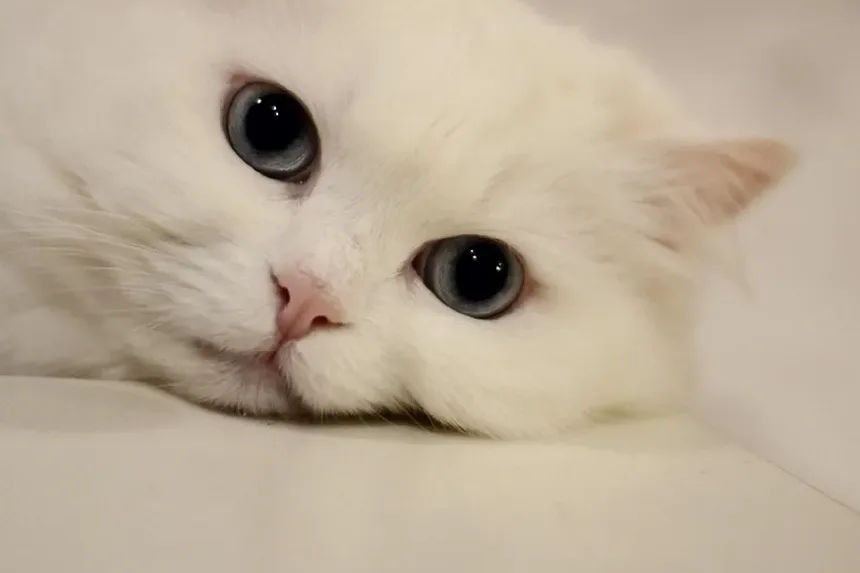 Como Ajudar Meu Gato a Comer Mais Devagar
