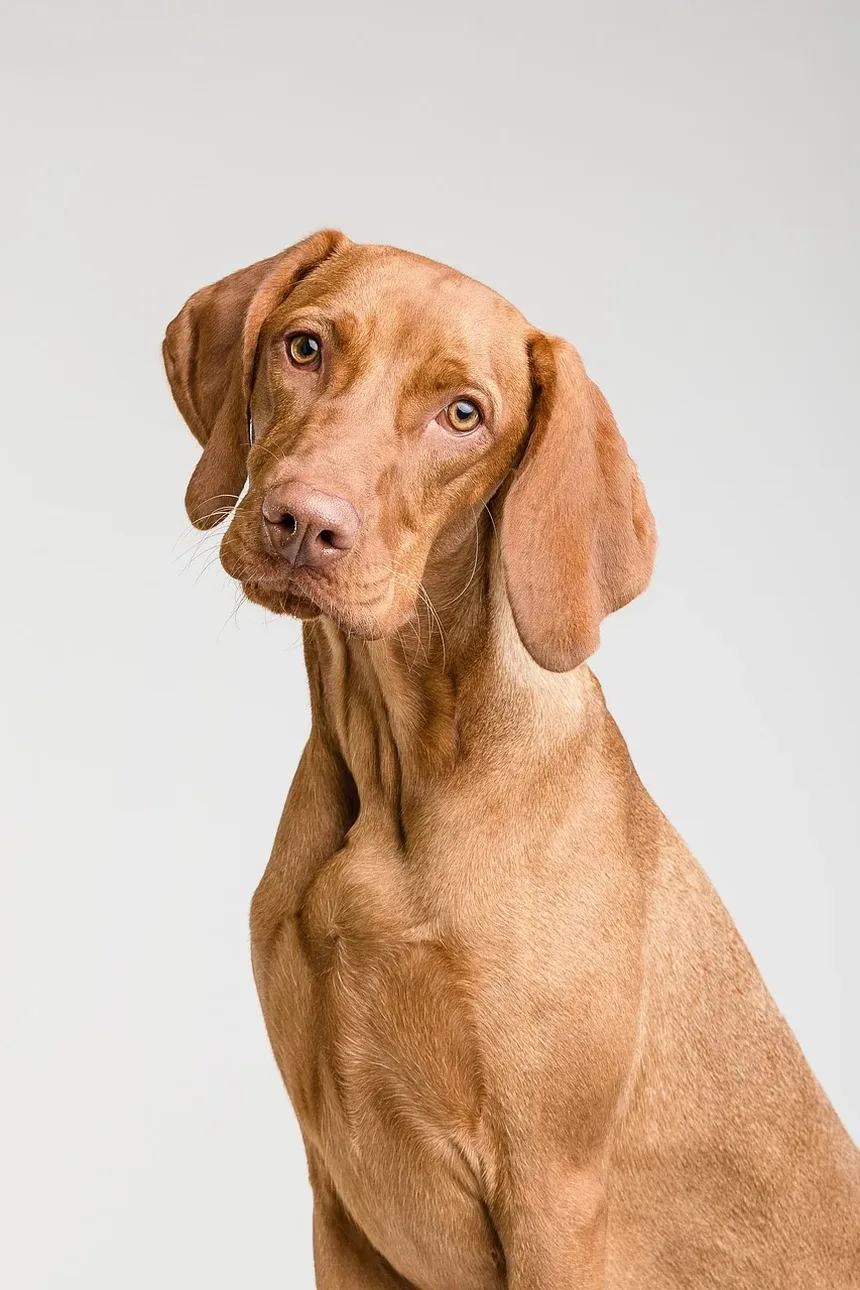 Como Ajudar Cães Velhos e Cegos: Um Guia Completo