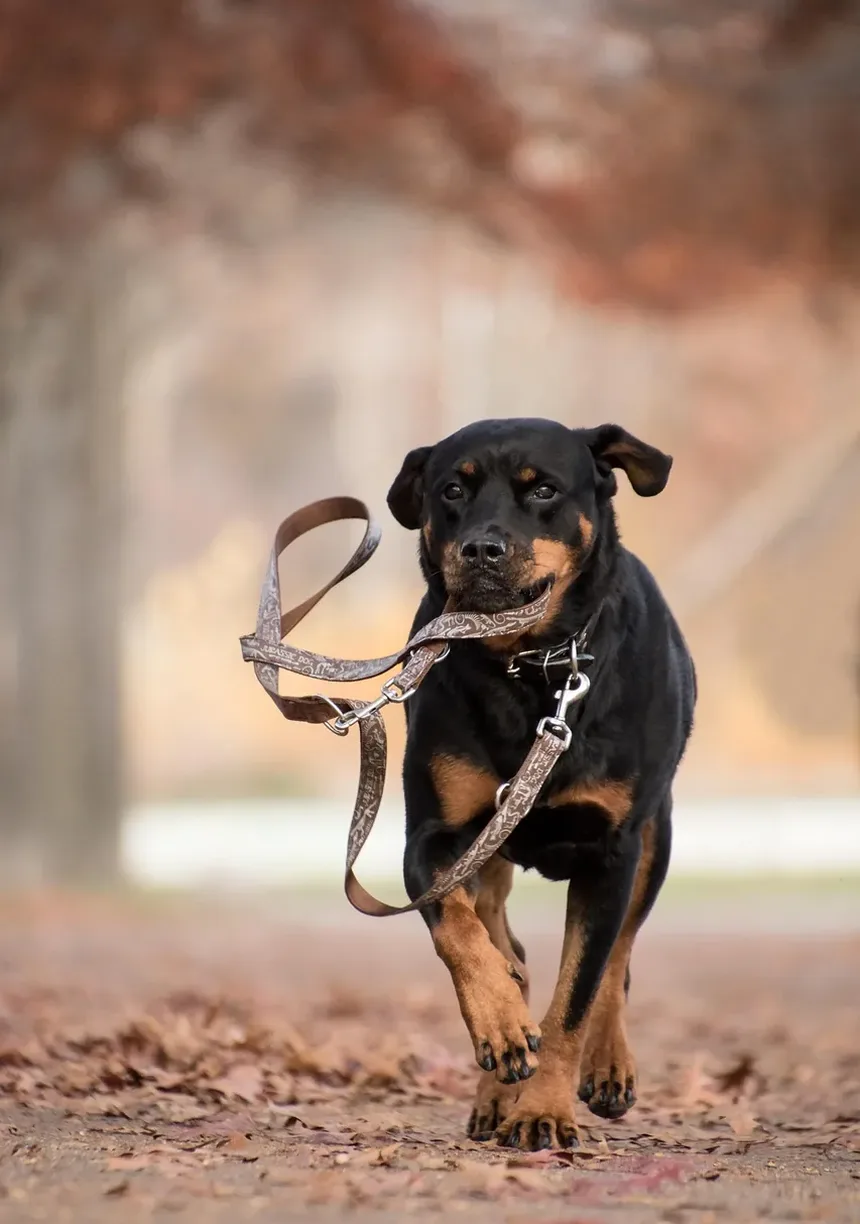 Como Ajudar Cães Velhos e Cegos: Um Guia Completo