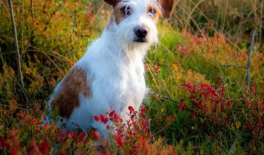 Como Ajudar Cães Velhos e Cegos: Um Guia Completo