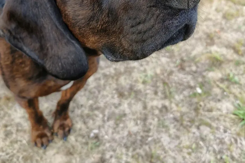 Como Ajudar Cães Velhos e Cegos: Um Guia Completo