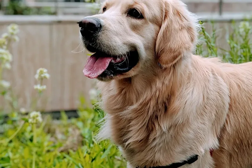 Como Ajudar Cães Idosos a Subir Escadas: Um Guia Completo