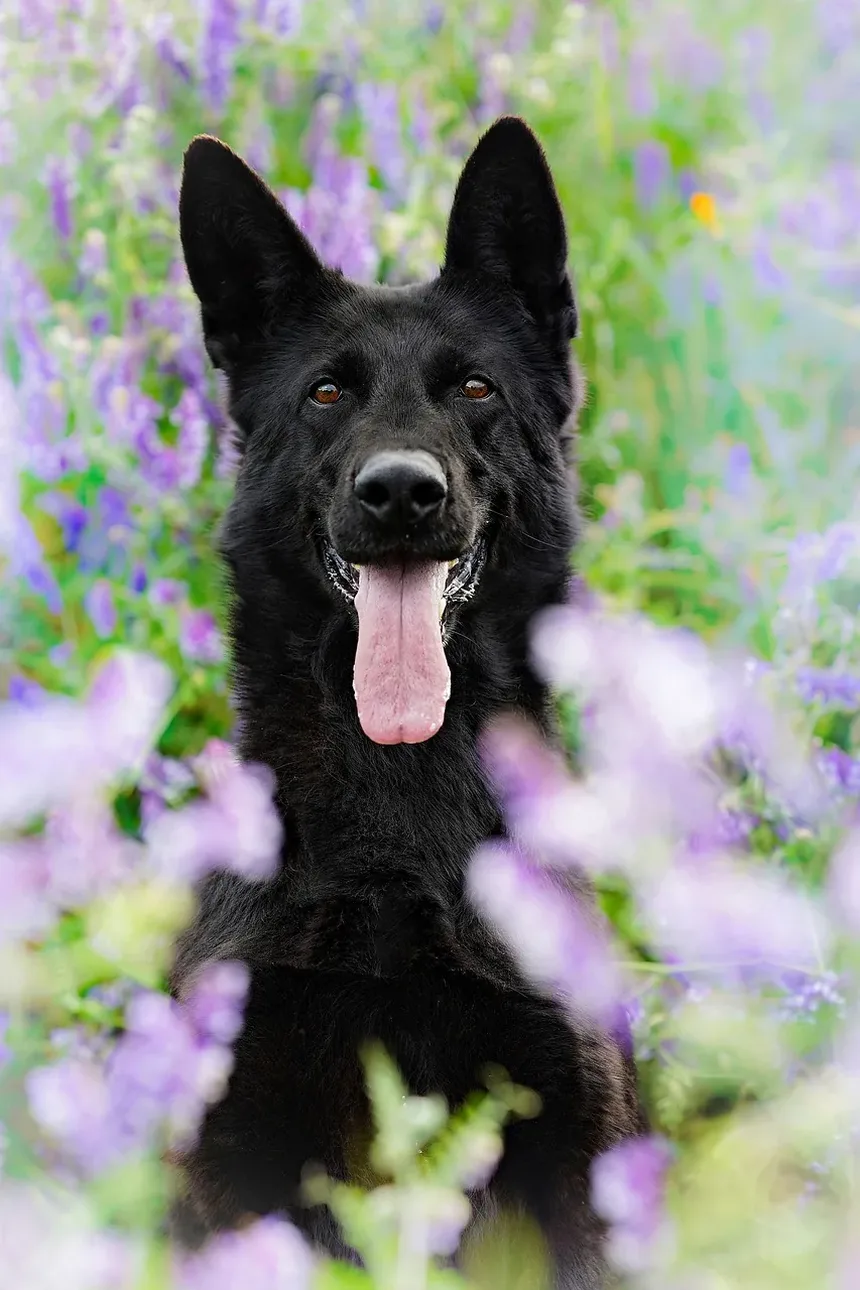 Como Prevenir Doenças Dentárias em Cães: Um Guia Completo
