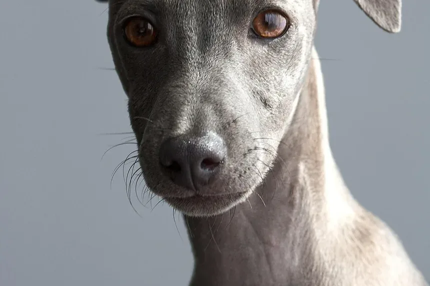 Como Prevenir Doenças Dentárias em Cães: Um Guia Completo