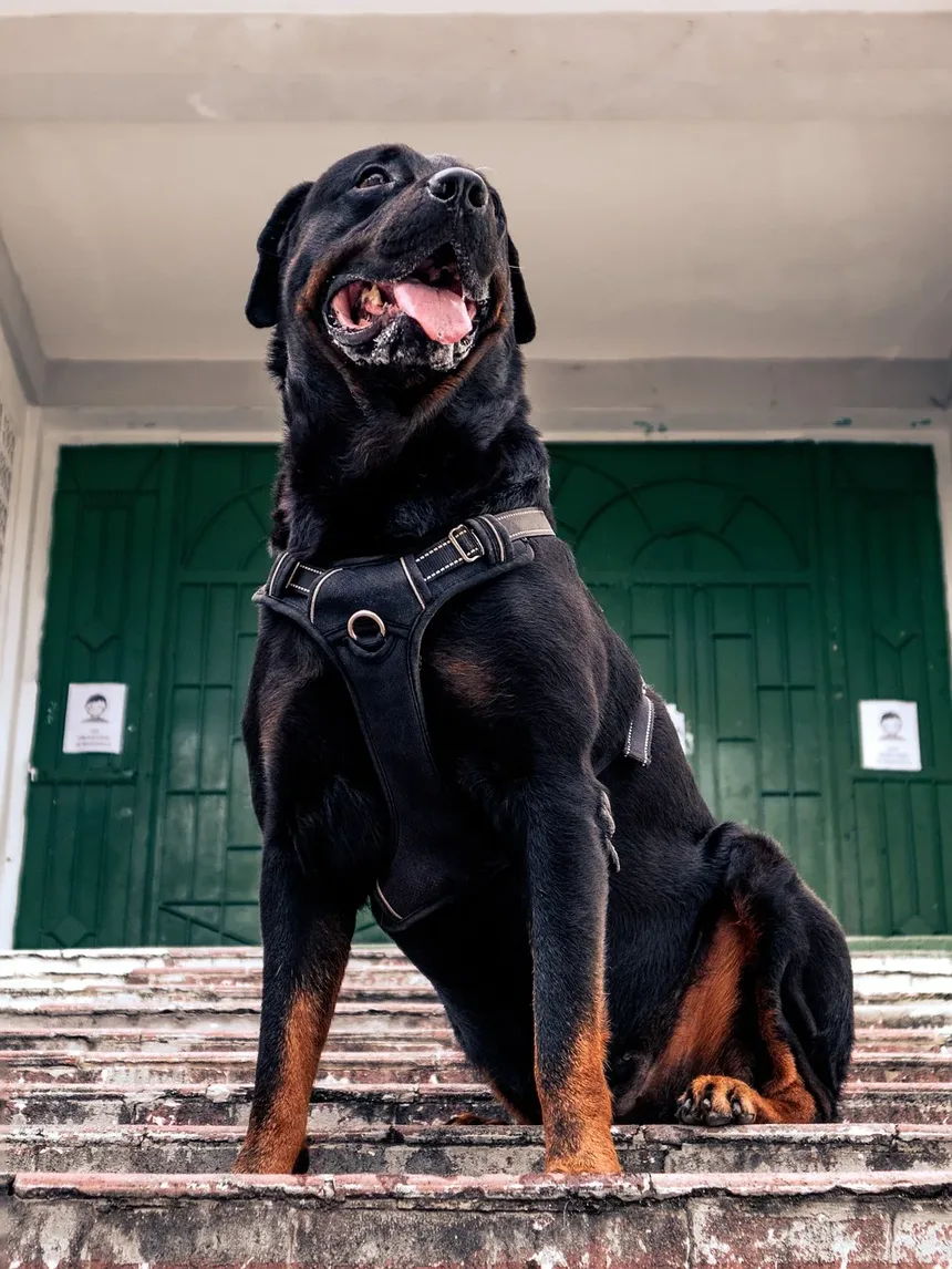 Como Prevenir Infecção Ocular em Cães: Um Guia Completo